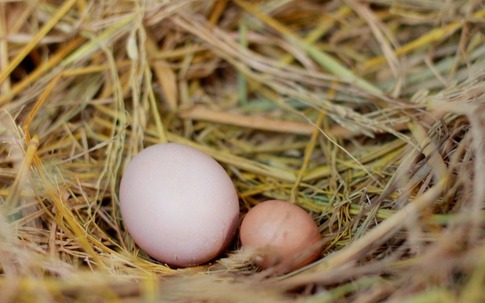 Mua trứng nên chọn quả to hay quả nhỏ? Người chăn nuôi lâu năm tiết lộ câu trả lời bất ngờ