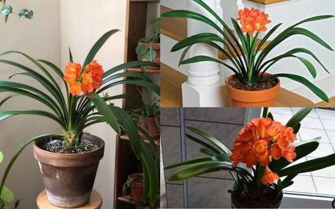 Cây trước nhà cho 12 con giáp thu hút tài lộc, đón bình an