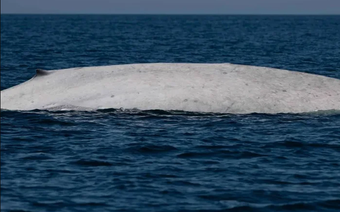 Ngư dân tưởng nhìn nhầm khi thấy sinh vật trắng toát giữa biển, chuyên gia xác nhận: Tỷ lệ chỉ 0,0025%