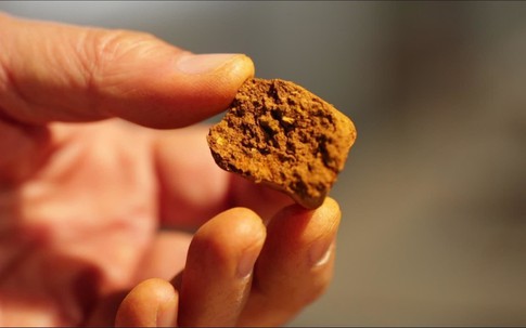 Thứ có trong nội tạng bò đắt hơn vàng: Dược liệu hiếm đắt đỏ bậc nhất thế giới, giá gần 7 tỷ đồng/kg