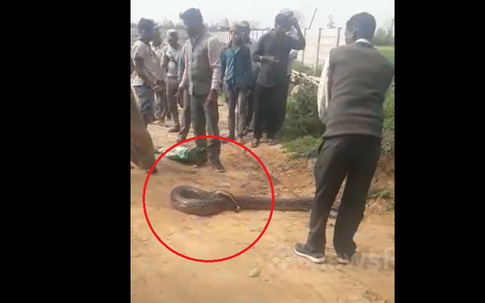 Đang đi dạo, người dân phát hiện cảnh tượng "nổi da gà" giữa đường