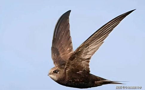 Bí ẩn loài chim bay suốt mười tháng không hạ cánh: Ăn ngủ trên trời nhưng vẫn sinh con bình thường