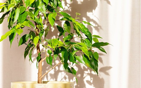 5 loại cây cảnh nhiều người khuyên không nên đặt trong nhà