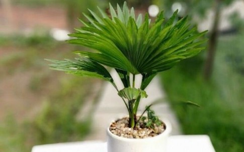 Loài cây xanh mướt giúp thu hút tài lộc và xua đuổi tà khí