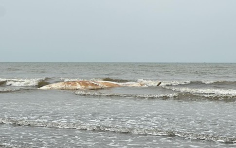 Xác cá voi dài khoảng 10m dạt vào bờ biển Nghệ An