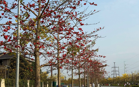 Tháng 3, Hà nội rực rỡ với muôn sắc hoa, nhiều người thích thú tránh thủ check-in