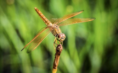 Sinh vào 3 khung giờ sinh Âm lịch này: Đi chậm nhưng đi rất xa, hậu vận đáng nể