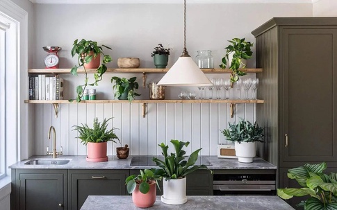 Để loại cây cảnh này trong bếp vừa giúp không gian có thêm sinh khí, vừa hút tài lộc