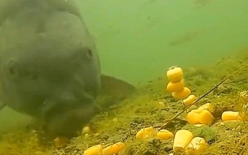 Cá chưa bao giờ lên bờ, làm sao chúng biết hạt ngô có thể ăn được?