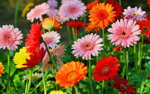 Khi về nhà mới nên cắm loài hoa này trên bàn thờ để rước lộc, bình an, may mắn