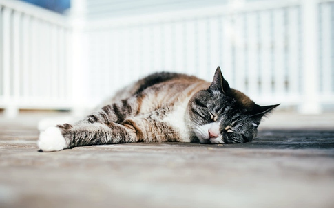 Vì sao mèo nhà bạn thường ngủ nghiêng bên trái: Bí mật khoa học thú vị phía sau thói quen quen thuộc