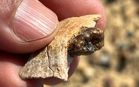 Sinh vật lạ ở Ai Cập vừa làm thay đổi lịch sử loài người