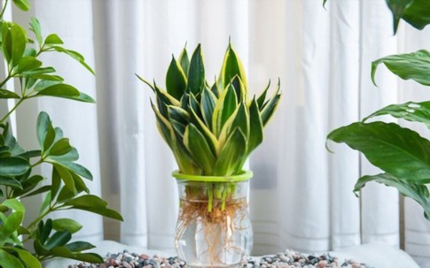 Đây mới là loại cây hút ẩm - khử mùi, trồng ở nhà nào nhà ấy đầy lộc