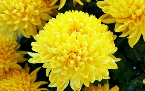 Ý nghĩa của các loại hoa, vòng hoa thường được dùng trong đám tang