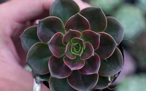 Đặt cây này trên bàn làm việc không chỉ giúp thanh lọc không khí mà còn mang đến tài lộc, may mắn