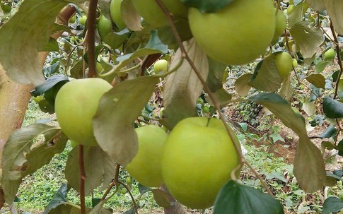 Loại quả “tốt nhất thế giới” có ở Bắc Ninh, quả to giòn ngọt, làm được nhiều món ngon