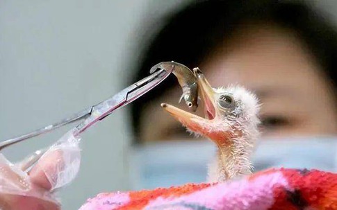 Đi câu cá, người đàn ông bất ngờ đụng độ loài vật hiếm hơn gấu trúc: Cả thế giới chỉ còn 1.000 con