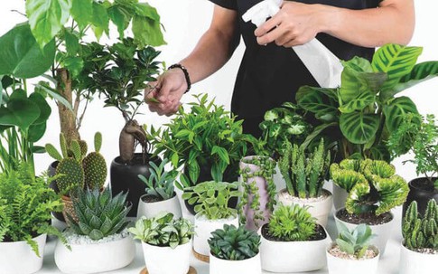 Nhà bạn có âm khí, đừng lo, hãy trồng ngay loại cây này để trừ tà, tránh xui xẻo