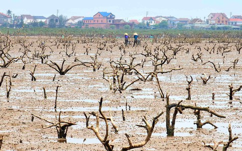 Nguyên nhân rừng ngập mặn ở Hà Tĩnh chết hàng loạt