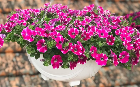 Cây trồng trên ban công chịu nắng ngừa côn trùng cho mùa hè 2026