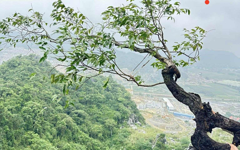 Vì sao cây muội hồng tạo nên cơn sốt trên mạng xã hội?