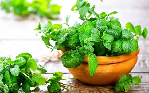 Cây xanh lý tưởng cho không gian nhà vệ sinh sạch và thư giãn năm 2026