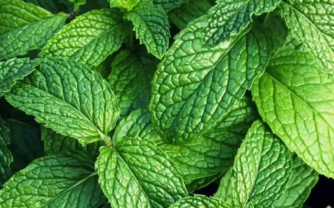 8 'siêu thực phẩm' trồng ngay trong nhà: Có loại hay bị nhổ bỏ nhưng lại giàu dưỡng chất bất ngờ