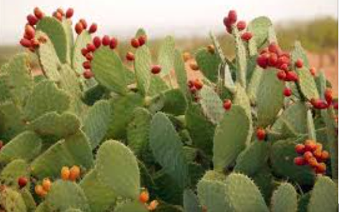 Cây phong thủy trồng ngoài ban công cho các tuổi, mệnh  giúp kích hoạt tài lộc 2026