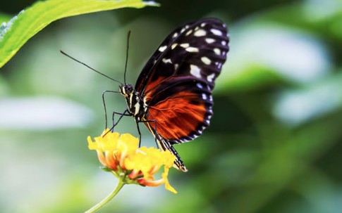 Sinh vào ngày Âm lịch này, sau 40 tuổi tiền bạc “tự tìm đến”, càng chăm chỉ càng giàu