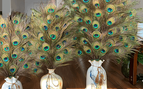 Ý nghĩa bình lông công trong phong thủy và cải vận bạn nên biết