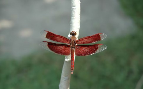 Khung giờ sinh tiết lộ mẫu phụ nữ khéo ăn khéo nói, đi đến đâu cũng tạo thiện cảm