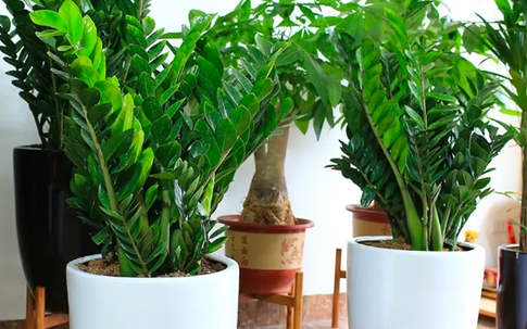 Cây kim tiền có độc không? Những lợi ích mà cây kim tiền mang lại cho sức khỏe