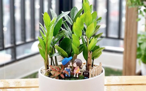 Cây kim tiền ra hoa và những điềm báo tài lộc trong năm 2026