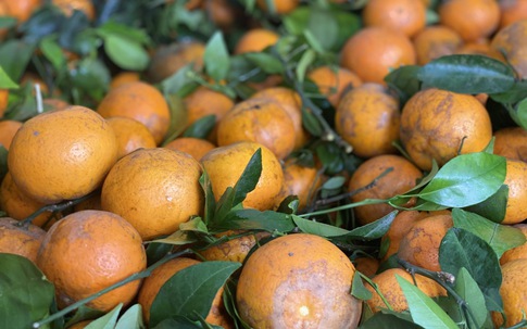 Quýt sim cuối vụ ngọt lịm, vỏ mỏng dính, giá rẻ, tiểu thương nhập hàng liên tục bán không nghỉ tay