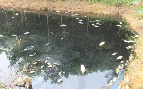 Phú Thọ: Kênh nước đổi màu đen kịt, cá chết hàng loạt gần khu xử lý rác ở Trạm Thản