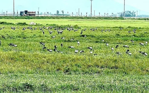 Đàn chim quý hiếm hàng trăm con bất ngờ xuất hiện tại Hà Tĩnh