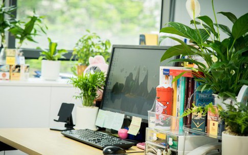 Người mệnh Thủy để cây gì trên bàn khơi thông dòng chảy tài lộc