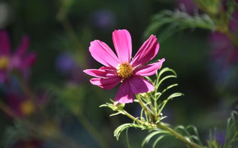 4 tháng sinh Âm lịch mang số mệnh bình an: Càng sống càng hưởng phúc