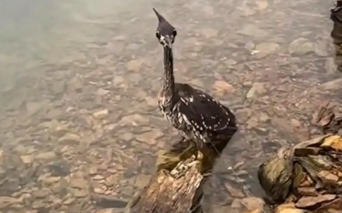 Loài chim bí ẩn nhất thế giới, chỉ còn lại 1.000 cá thể