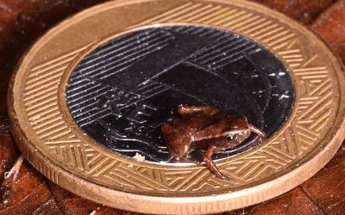 Loài vật nhỏ nhất hành tinh