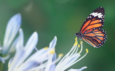 5 ngày sinh Âm lịch định sẵn 'vàng son': Càng về già càng hưởng phúc lớn