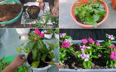 Trồng ngay cây dừa cạn này: 'Máy lọc không khí' tự nhiên lại cho hoa đẹp bốn mùa