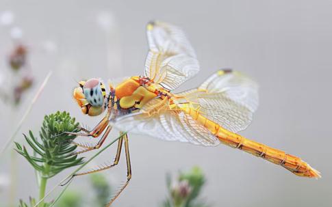 Tháng sinh Âm lịch của người có khí chất nổi bật, dễ thành công hơn người