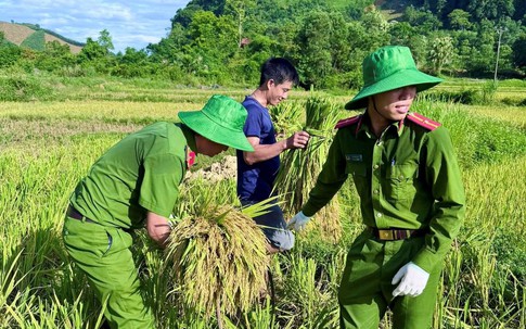 Công an Thanh Hóa giúp dân gặt lúa ‘chạy đua’ với thời tiết