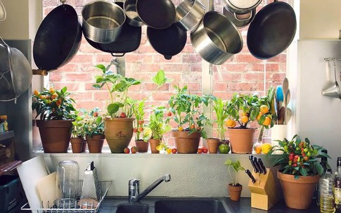 Bếp mát, nhà thơm, tiền gom về túi: Tất cả nhờ một chậu cây giá vài chục nghìn