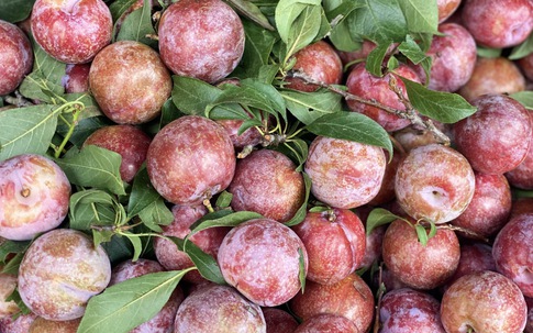 Mận hậu giảm giá sâu chỉ còn vài nghìn đồng/kg bán đầy thị trường, người háo hức, kẻ ngó lơ 