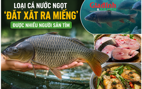 Loại cá nước ngọt ‘đắt xắt ra miếng’ được nhiều người săn tìm