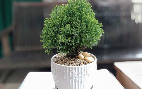 5 cây phong thủy mini "hút tài lộc, lọc bức xạ" hoàn hảo cho bàn làm việc