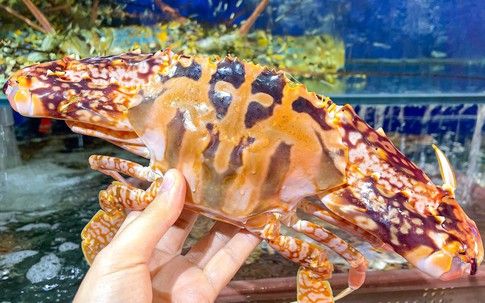 Ghẹ đỏ bổ dưỡng thế nào mà giá cả triệu đồng/kg? Khi ăn nên chọn ghẹ đỏ hay ghẹ xanh?
