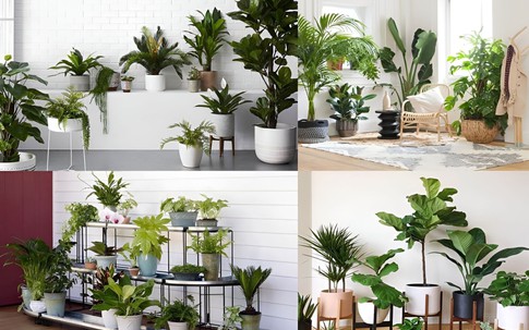 Cây phong thủy ưa bóng râm: Bí quyết chọn cây trong nhà thịnh vượng